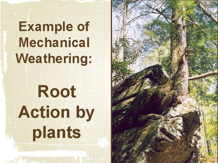 Example of Mechanical Weathering: Root Action by plants Example of Mechanical Weathering: Root Action by plants