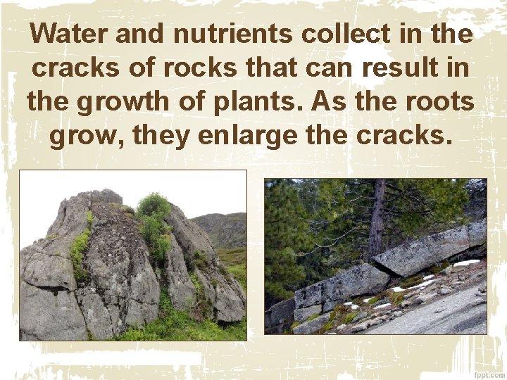 Water and nutrients collect in the cracks of rocks that can result in the