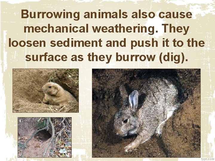 Burrowing animals also cause mechanical weathering. They loosen sediment and push it to the Burrowing animals also cause mechanical weathering. They loosen sediment and push it to the