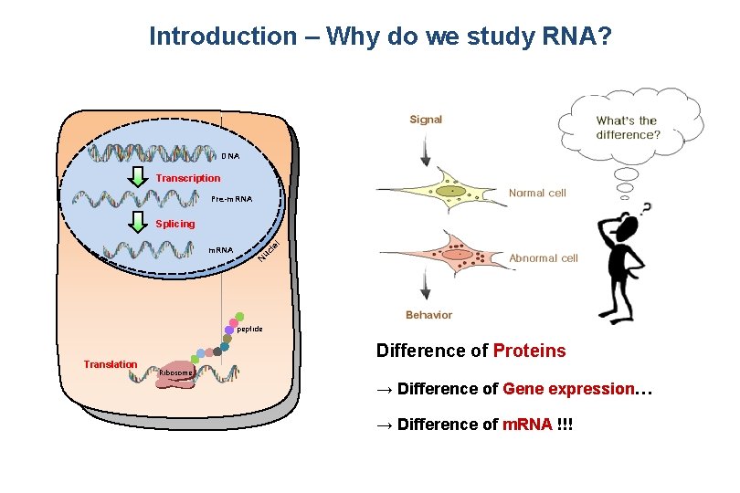 Introduction – Why do we study RNA? DNA Transcription Pre-m. RNA uc l N