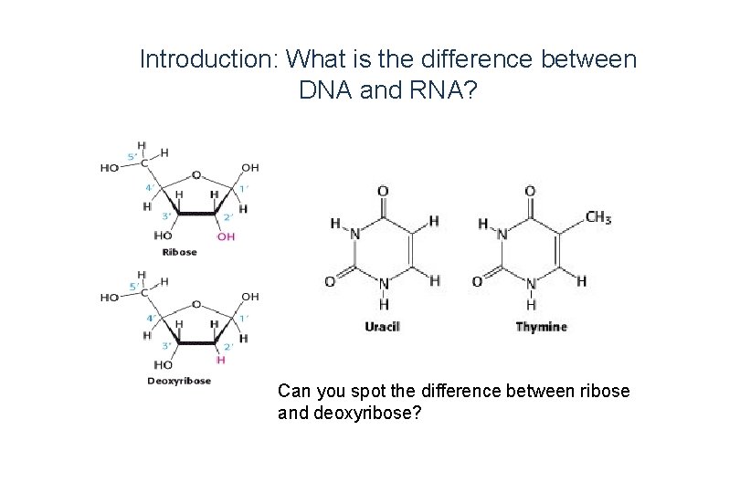 Introduction: What is the difference between DNA and RNA? Can you spot the difference