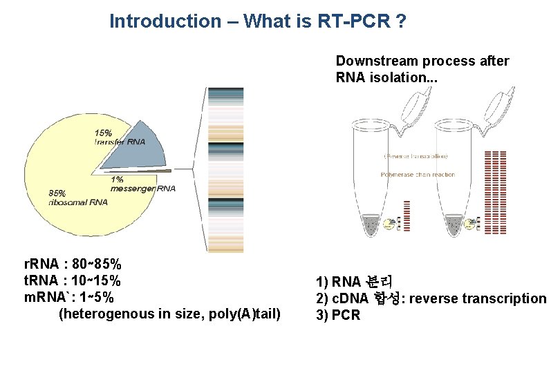 Introduction – What is RT-PCR ? Downstream process after RNA isolation. . . r.