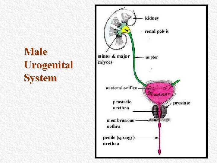 Male Urogenital System Male Urogenital System