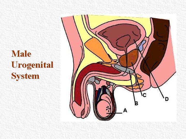 Male Urogenital System Male Urogenital System