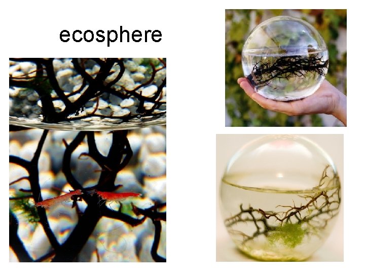 ecosphere 