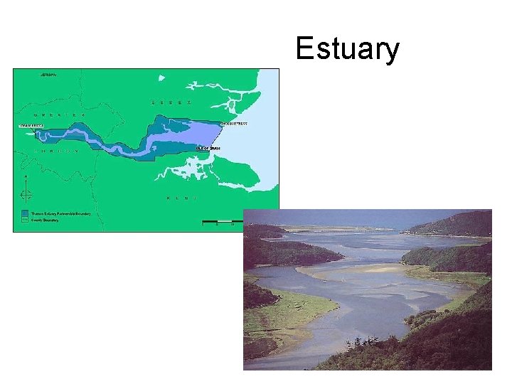 Estuary 