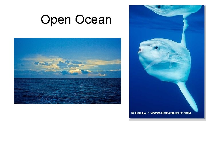 Open Ocean 