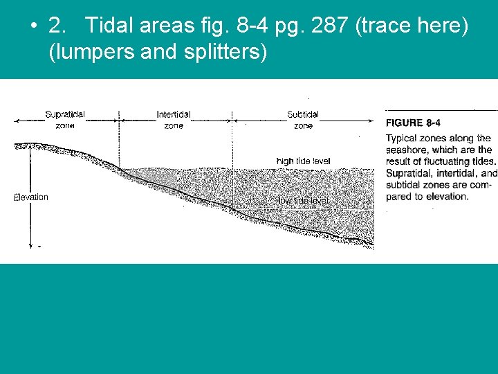  • 2. Tidal areas fig. 8 -4 pg. 287 (trace here) (lumpers and