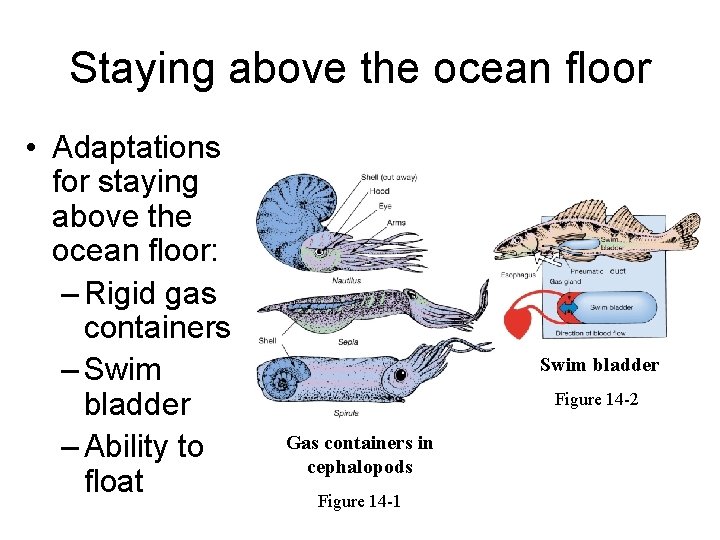 Staying above the ocean floor • Adaptations for staying above the ocean floor: –