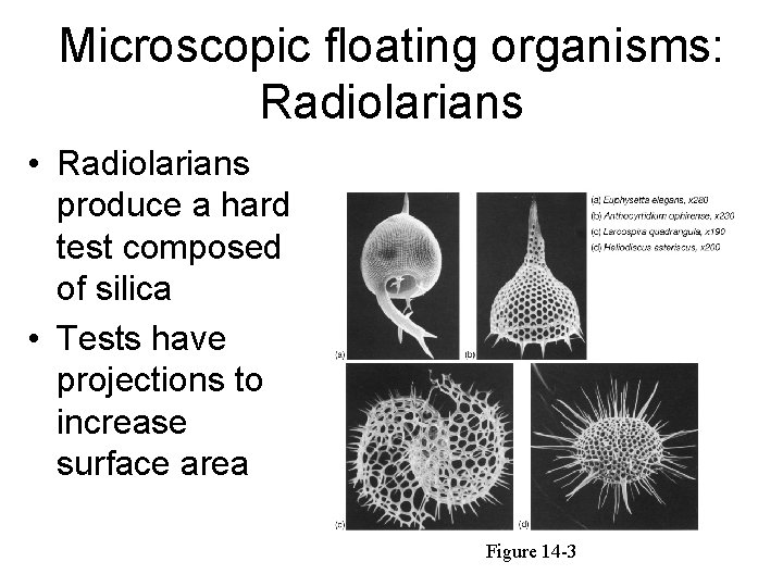 Microscopic floating organisms: Radiolarians • Radiolarians produce a hard test composed of silica •