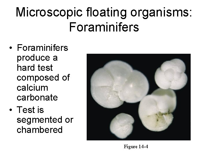 Microscopic floating organisms: Foraminifers • Foraminifers produce a hard test composed of calcium carbonate