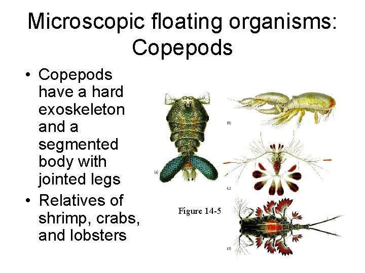 Microscopic floating organisms: Copepods • Copepods have a hard exoskeleton and a segmented body