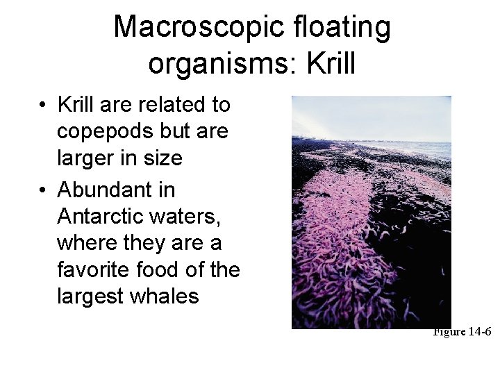 Macroscopic floating organisms: Krill • Krill are related to copepods but are larger in