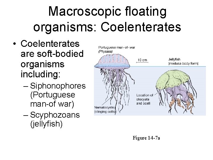 Macroscopic floating organisms: Coelenterates • Coelenterates are soft-bodied organisms including: – Siphonophores (Portuguese man-of