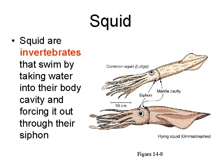 Squid • Squid are invertebrates that swim by taking water into their body cavity