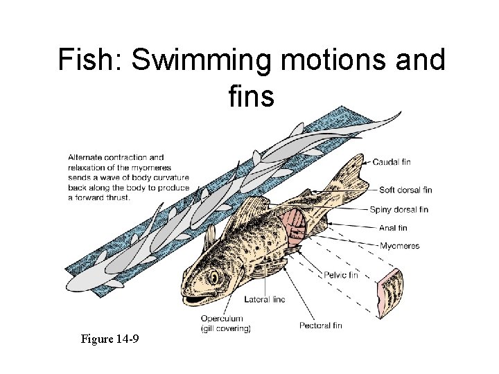 Fish: Swimming motions and fins Figure 14 -9 