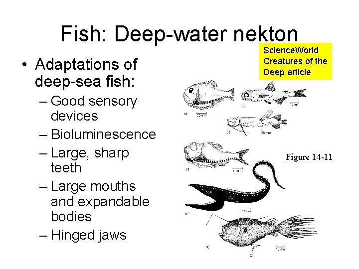 Fish: Deep-water nekton • Adaptations of deep-sea fish: – Good sensory devices – Bioluminescence