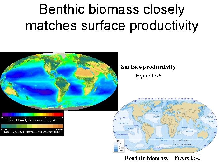 Benthic biomass closely matches surface productivity Surface productivity Figure 13 -6 Benthic biomass Figure