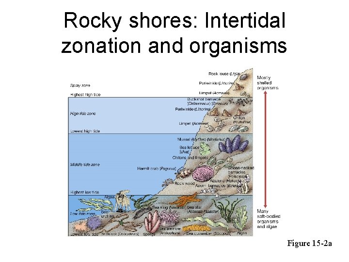 Rocky shores: Intertidal zonation and organisms Figure 15 -2 a 