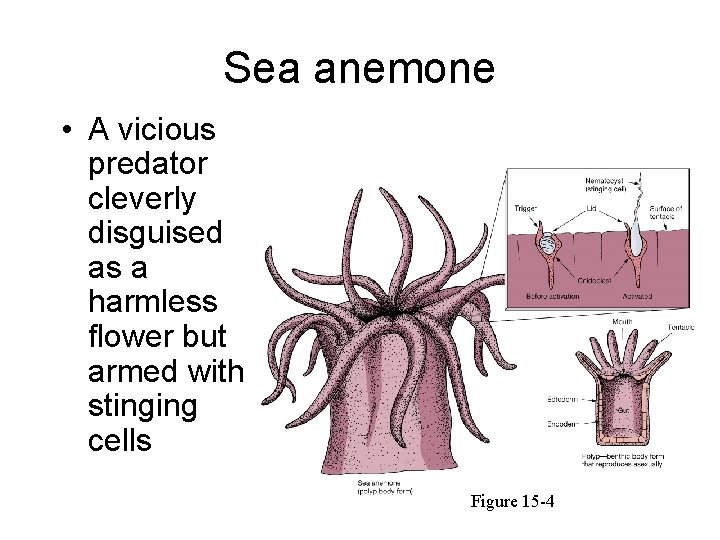 Sea anemone • A vicious predator cleverly disguised as a harmless flower but armed