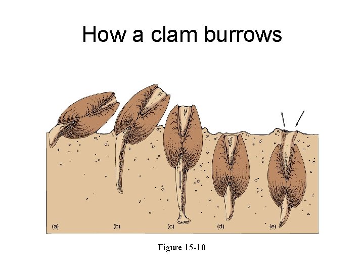 How a clam burrows Figure 15 -10 