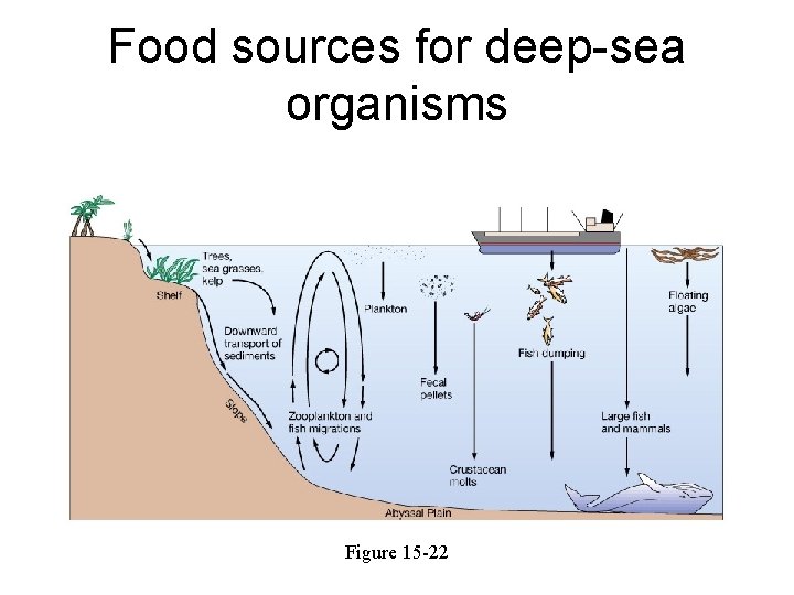 Food sources for deep-sea organisms Figure 15 -22 