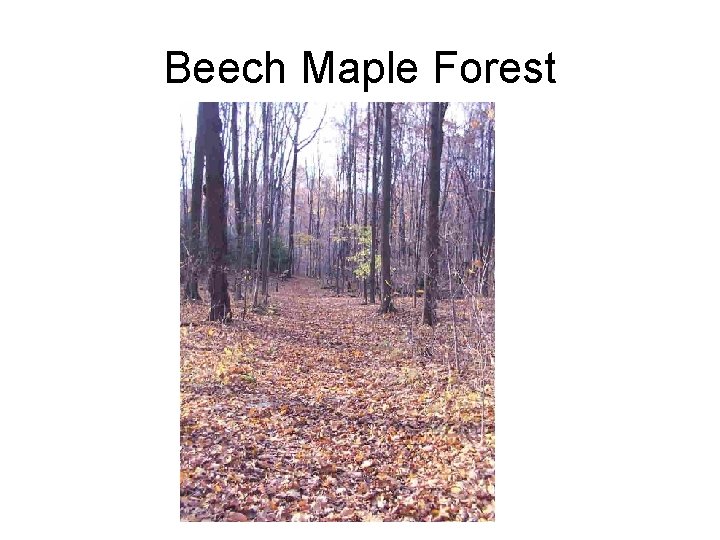 Beech Maple Forest 