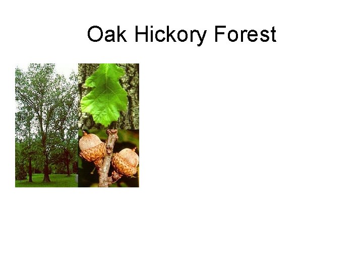 Oak Hickory Forest 