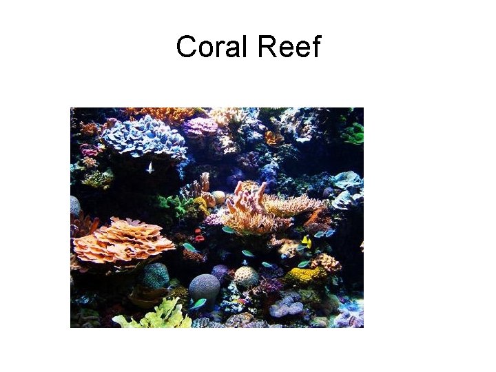 Coral Reef 