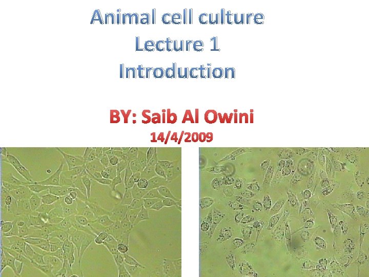 Animal cell culture Lecture 1 Introduction BY: Saib Al Owini 14/4/2009 