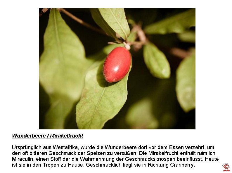 Wunderbeere / Mirakelfrucht Ursprünglich aus Westafrika, wurde die Wunderbeere dort vor dem Essen verzehrt,