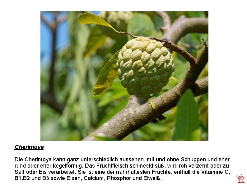 Cherimoya Die Cherimoya kann ganz unterschiedlich aussehen, mit und ohne Schuppen und eher rund