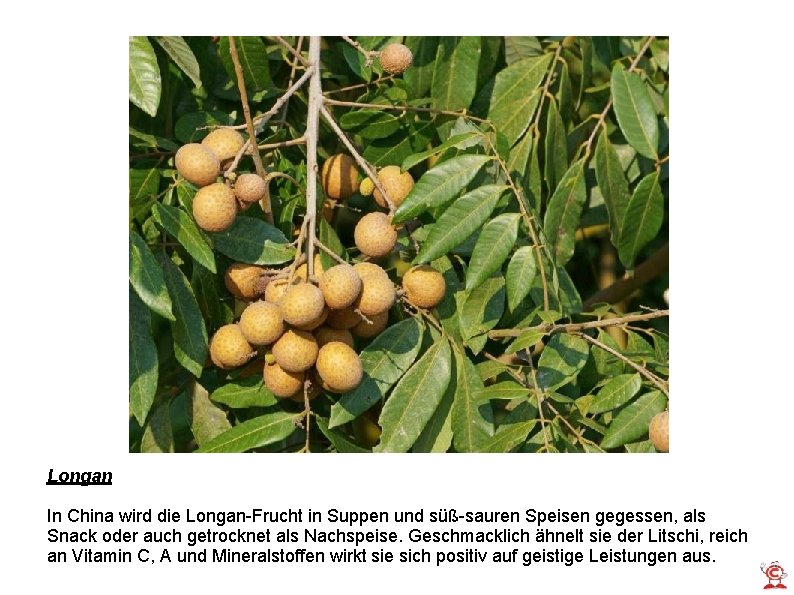 Longan In China wird die Longan-Frucht in Suppen und süß-sauren Speisen gegessen, als Snack
