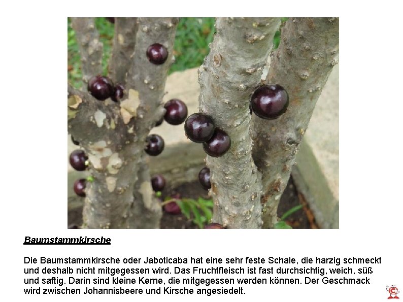 Baumstammkirsche Die Baumstammkirsche oder Jaboticaba hat eine sehr feste Schale, die harzig schmeckt und