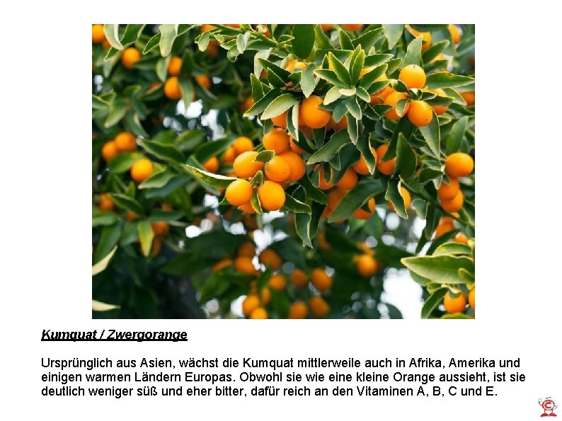 Kumquat / Zwergorange Ursprünglich aus Asien, wächst die Kumquat mittlerweile auch in Afrika, Amerika