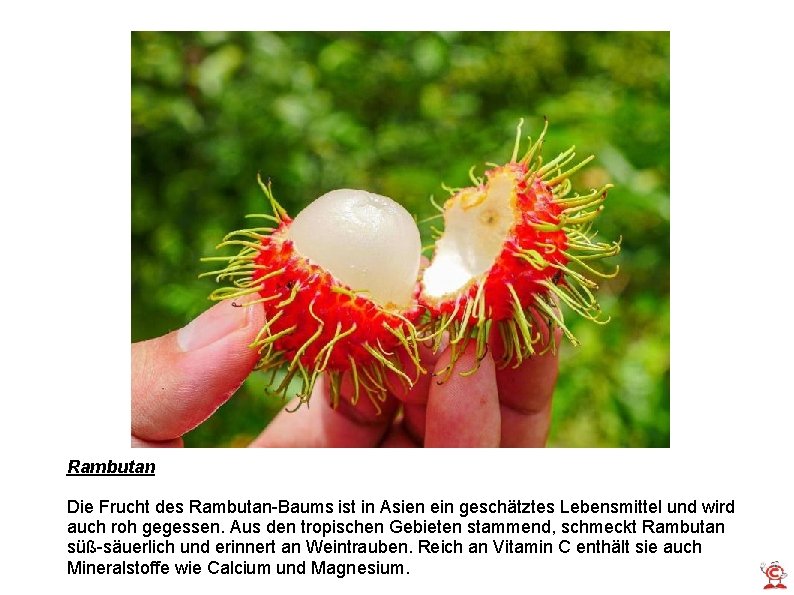 Rambutan Die Frucht des Rambutan-Baums ist in Asien ein geschätztes Lebensmittel und wird auch