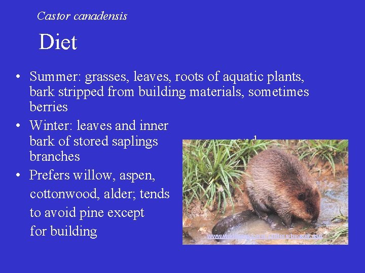 Castor canadensis Diet • Summer: grasses, leaves, roots of aquatic plants, bark stripped from