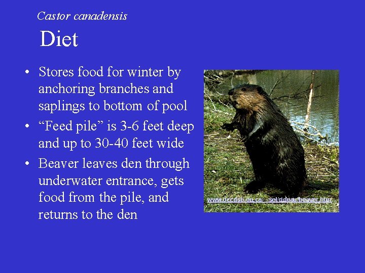 Castor canadensis Diet • Stores food for winter by anchoring branches and saplings to