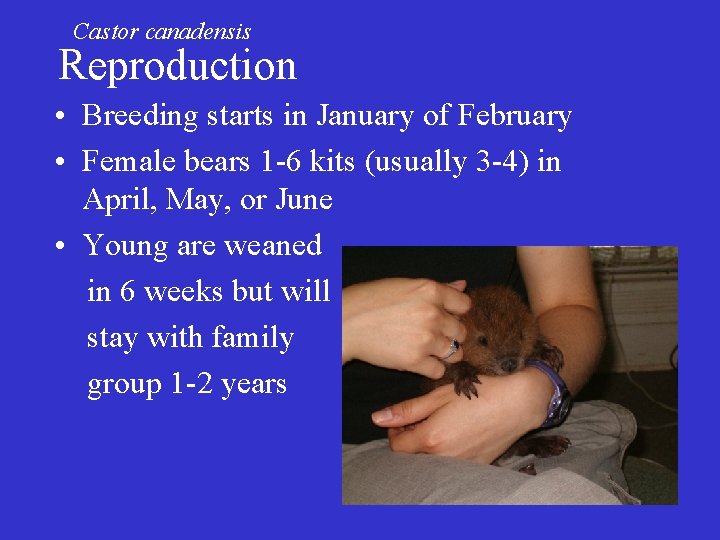 Castor canadensis Reproduction • Breeding starts in January of February • Female bears 1