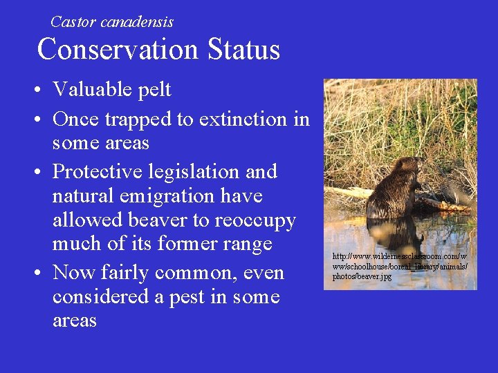 Castor canadensis Conservation Status • Valuable pelt • Once trapped to extinction in some
