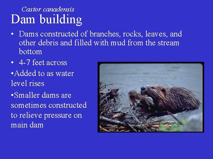 Castor canadensis Dam building • Dams constructed of branches, rocks, leaves, and other debris