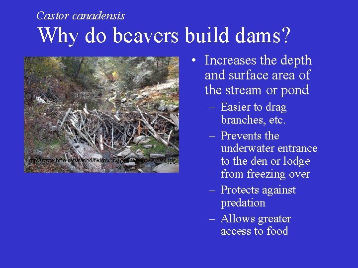 Castor canadensis Why do beavers build dams? • Increases the depth and surface area Castor canadensis Why do beavers build dams? • Increases the depth and surface area