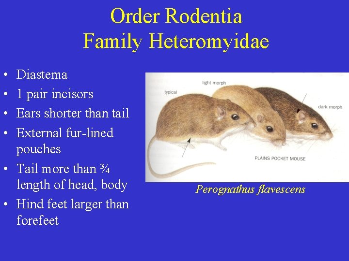 Order Rodentia Family Heteromyidae • • Diastema 1 pair incisors Ears shorter than tail Order Rodentia Family Heteromyidae • • Diastema 1 pair incisors Ears shorter than tail