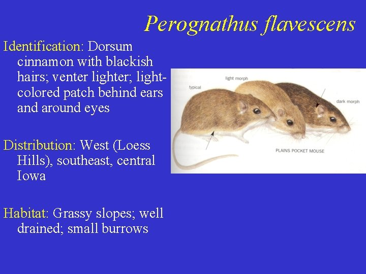 Perognathus flavescens Identification: Dorsum cinnamon with blackish hairs; venter lighter; lightcolored patch behind ears Perognathus flavescens Identification: Dorsum cinnamon with blackish hairs; venter lighter; lightcolored patch behind ears