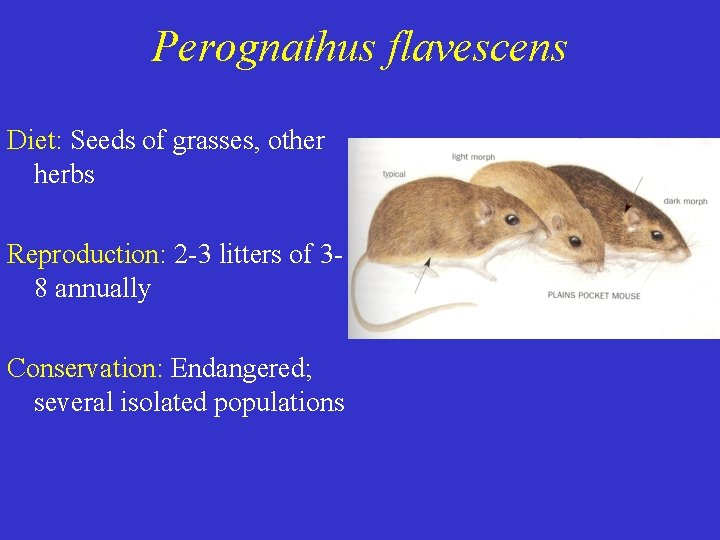 Perognathus flavescens Diet: Seeds of grasses, other herbs Reproduction: 2 -3 litters of 38