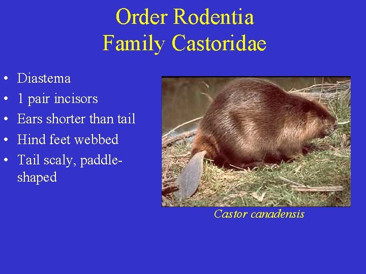 Order Rodentia Family Castoridae • • • Diastema 1 pair incisors Ears shorter than