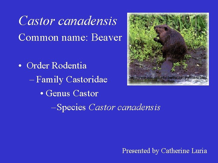 Castor canadensis Common name: Beaver • Order Rodentia – Family Castoridae • Genus Castor Castor canadensis Common name: Beaver • Order Rodentia – Family Castoridae • Genus Castor