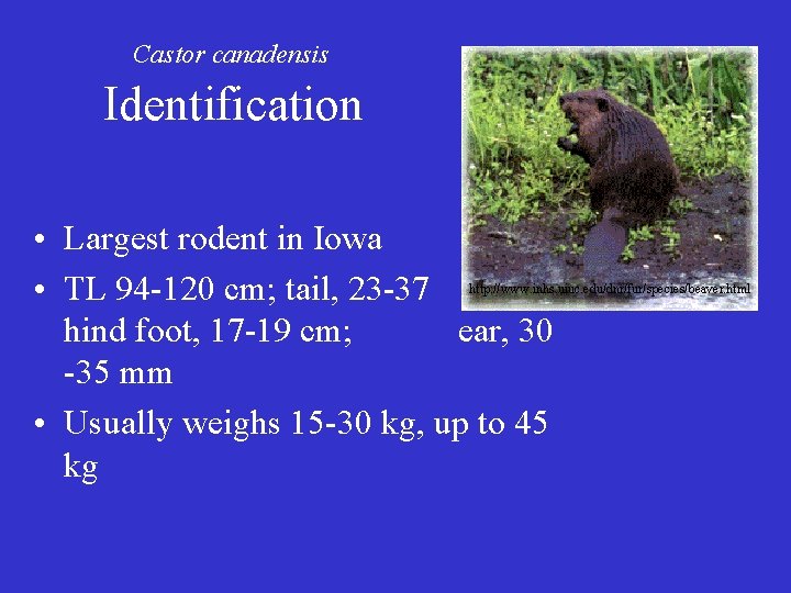 Castor canadensis Identification • Largest rodent in Iowa • TL 94 -120 cm; tail,