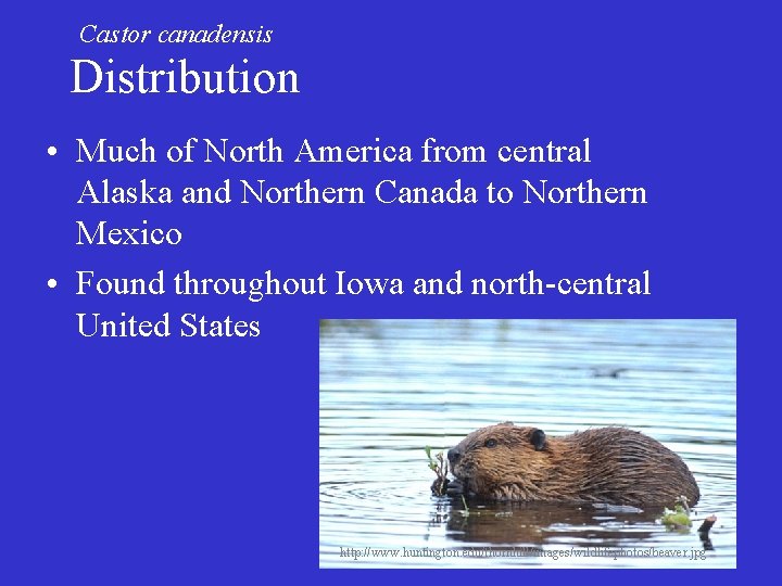 Castor canadensis Distribution • Much of North America from central Alaska and Northern Canada Castor canadensis Distribution • Much of North America from central Alaska and Northern Canada