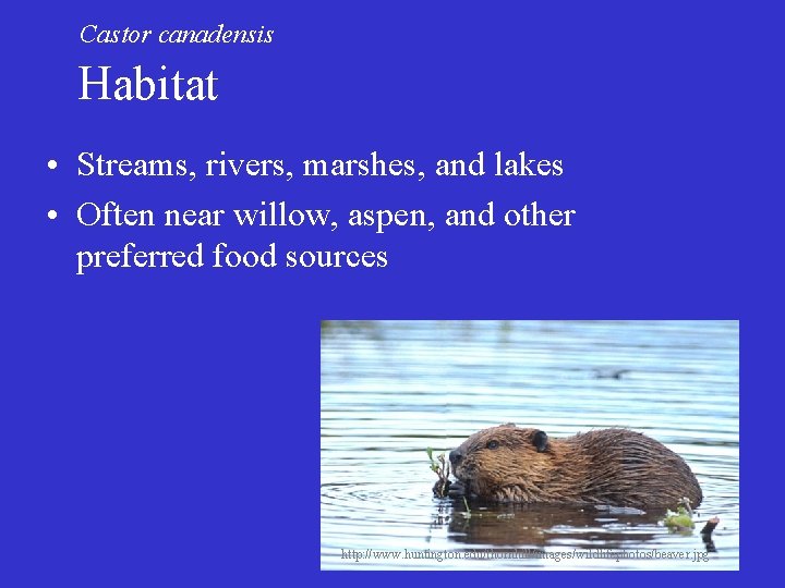 Castor canadensis Habitat • Streams, rivers, marshes, and lakes • Often near willow, aspen,